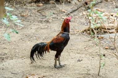 Geleneksel Tayland Oyunu Tavuk Erkek ve Kadın Organik Çiftlikte Yiyecek Arıyor