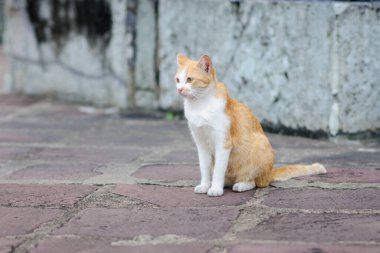 Şirin Ginger ve Beyaz Kedi Yerde oturuyor
