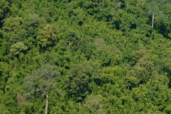 Bereketli Tropikal Yağmur Ormanları Ekosistem Çevre Konsepti, Tayland
