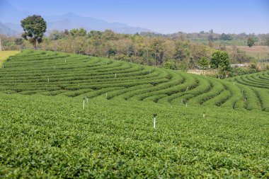 Chiang Rai, Kuzey Tayland 'daki yemyeşil çay tarlalarının manzarası