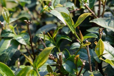 Chiang Rai, Kuzey Tayland 'daki yemyeşil çay tarlalarının manzarası