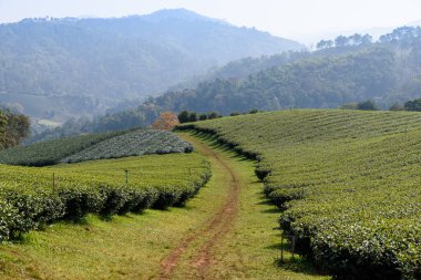 Chiang Rai, Kuzey Tayland 'daki yemyeşil çay tarlalarının manzarası