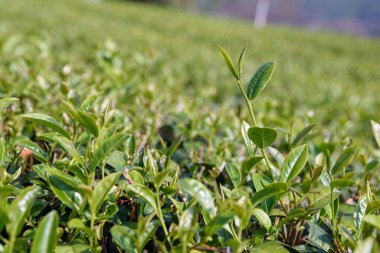 Chiang Rai, Kuzey Tayland 'daki yemyeşil çay tarlalarının manzarası
