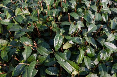 Chiang Rai, Kuzey Tayland 'daki yemyeşil çay tarlalarının manzarası