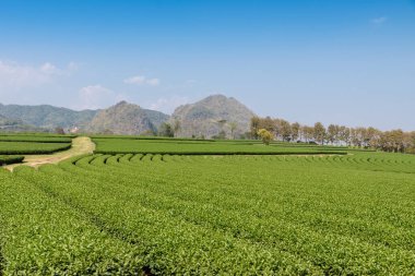 Chiang Rai, Kuzey Tayland 'daki yemyeşil çay tarlalarının manzarası