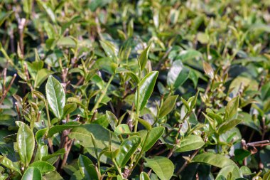 Chiang Rai, Kuzey Tayland 'daki yemyeşil çay tarlalarının manzarası