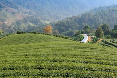 Chiang Rai, Kuzey Tayland 'daki yemyeşil çay tarlalarının manzarası