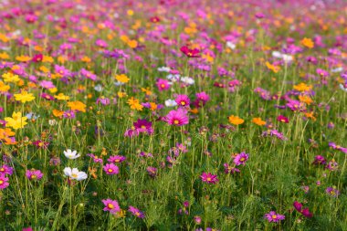 Singha Park 'taki güzel Cosmos Çiçekleri Tarlası, Chiang Rai, Tayland