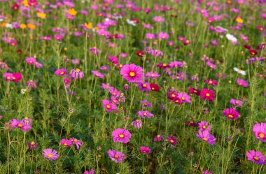 Singha Park 'taki güzel Cosmos Çiçekleri Tarlası, Chiang Rai, Tayland