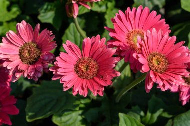 Renkli Gerbera Papatyalarının Yakın Çekimi