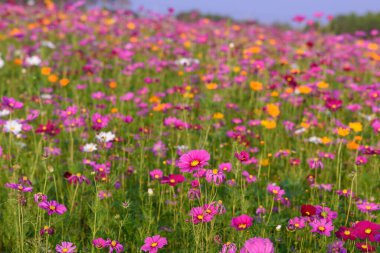 Singha Park 'taki güzel Cosmos Çiçekleri Tarlası, Chiang Rai, Tayland
