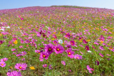 Singha Park 'taki güzel Cosmos Çiçekleri Tarlası, Chiang Rai, Tayland