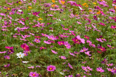 Singha Park 'taki güzel Cosmos Çiçekleri Tarlası, Chiang Rai, Tayland