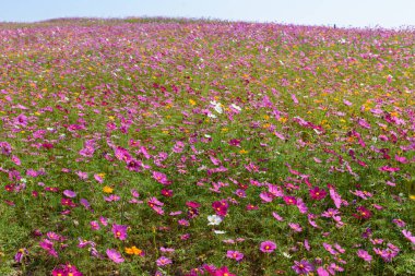Singha Park 'taki güzel Cosmos Çiçekleri Tarlası, Chiang Rai, Tayland