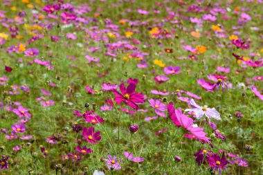 Singha Park 'taki güzel Cosmos Çiçekleri Tarlası, Chiang Rai, Tayland