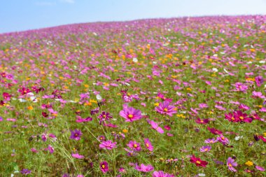 Singha Park 'taki güzel Cosmos Çiçekleri Tarlası, Chiang Rai, Tayland