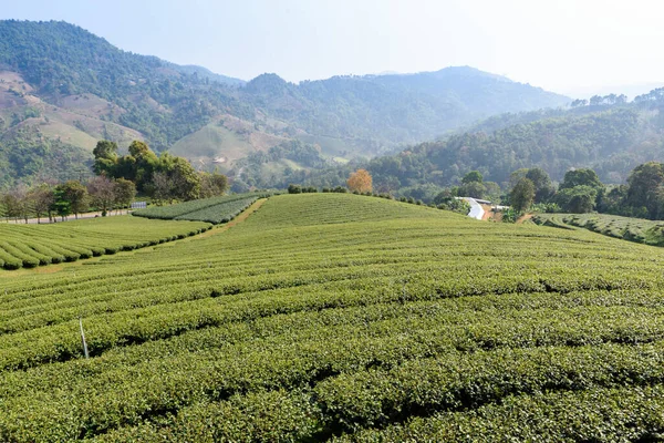Chiang Rai, Kuzey Tayland 'daki yemyeşil çay tarlalarının manzarası