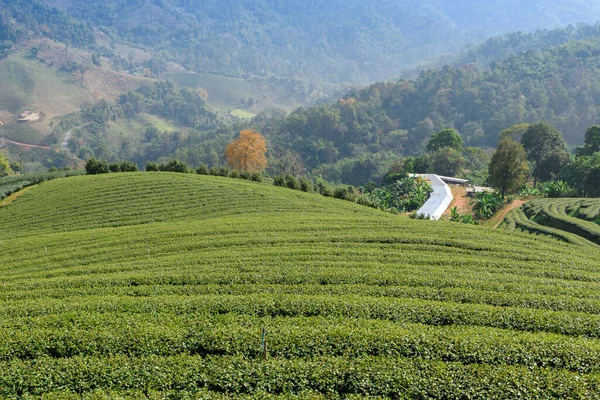 Chiang Rai, Kuzey Tayland 'daki yemyeşil çay tarlalarının manzarası