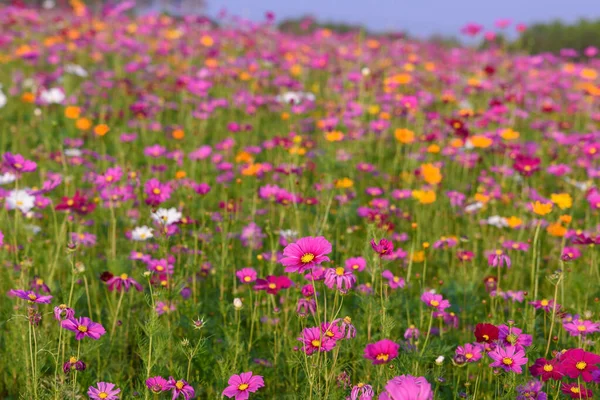 Singha Park 'taki güzel Cosmos Çiçekleri Tarlası, Chiang Rai, Tayland