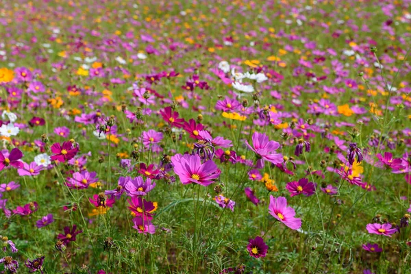 Singha Park 'taki güzel Cosmos Çiçekleri Tarlası, Chiang Rai, Tayland