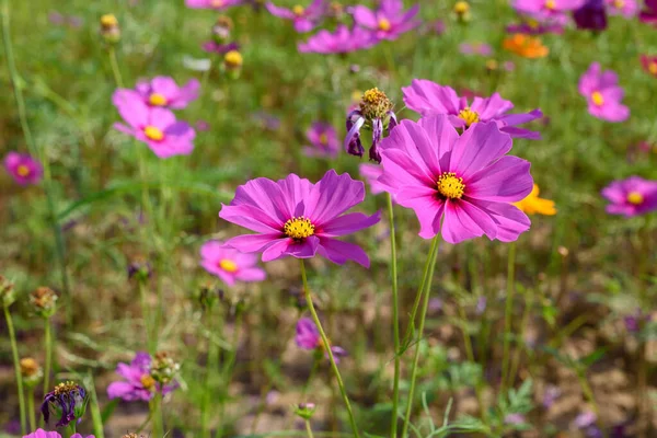 Singha Park 'taki güzel Cosmos Çiçekleri Tarlası, Chiang Rai, Tayland