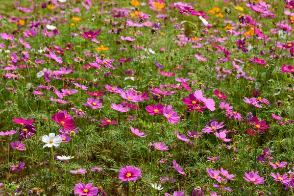 Singha Park 'taki güzel Cosmos Çiçekleri Tarlası, Chiang Rai, Tayland