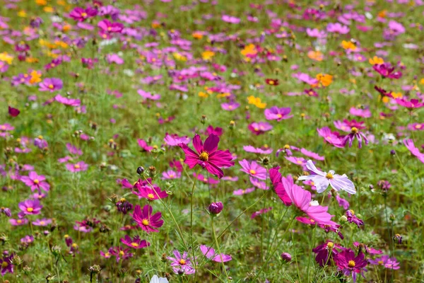 Singha Park 'taki güzel Cosmos Çiçekleri Tarlası, Chiang Rai, Tayland