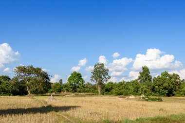 Kamboçya 'daki Pirinç Tarlalarının Kırsal Arazisi