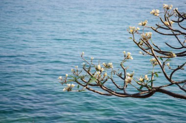 Bahçede Çiçek Açan Frangipani Ağacı