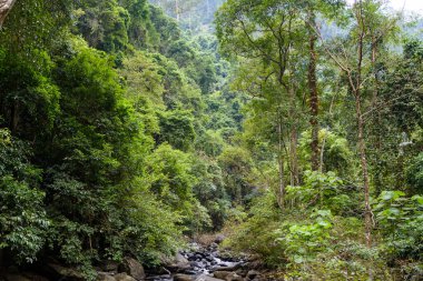 Pa La-U Şelalesi, Tayland 'daki Kaeng Krachan Ulusal Parkı' ndaki Ormanın derinliklerindeki Güzel Şelale.
