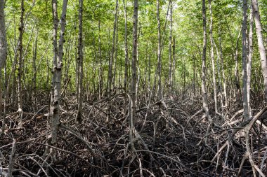 Büyük Mangrove Ormanı Pran Buri Orman Parkı, Prachuap Khiri Han, Tayland 'da Sucul Yaşamı Sağlama Ormanı