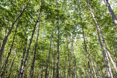 Büyük Mangrove Ormanı Pran Buri Orman Parkı, Prachuap Khiri Han, Tayland 'da Sucul Yaşamı Sağlama Ormanı