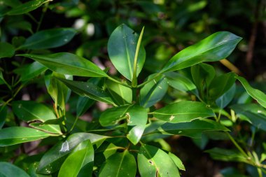 Büyük Mangrove Ormanı Pran Buri Orman Parkı, Prachuap Khiri Han, Tayland 'da Sucul Yaşamı Sağlama Ormanı