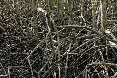 Büyük Mangrove Ormanı Pran Buri Orman Parkı, Prachuap Khiri Han, Tayland 'da Sucul Yaşamı Sağlama Ormanı