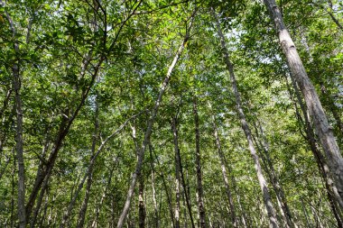 Büyük Mangrove Ormanı Pran Buri Orman Parkı, Prachuap Khiri Han, Tayland 'da Sucul Yaşamı Sağlama Ormanı