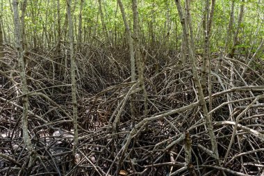 Büyük Mangrove Ormanı Pran Buri Orman Parkı, Prachuap Khiri Han, Tayland 'da Sucul Yaşamı Sağlama Ormanı