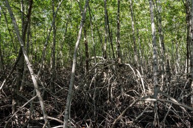 Büyük Mangrove Ormanı Pran Buri Orman Parkı, Prachuap Khiri Han, Tayland 'da Sucul Yaşamı Sağlama Ormanı