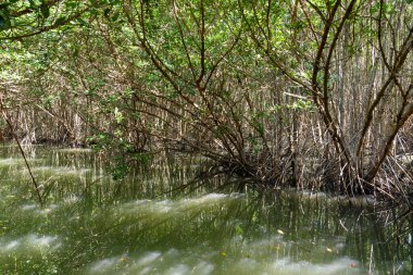Büyük Mangrove Ormanı Pran Buri Orman Parkı, Prachuap Khiri Han, Tayland 'da Sucul Yaşamı Sağlama Ormanı
