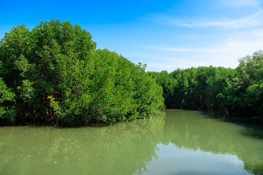 Büyük Mangrove Ormanı Pran Buri Orman Parkı, Prachuap Khiri Han, Tayland 'da Sucul Yaşamı Sağlama Ormanı