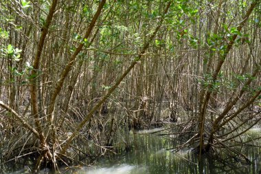 Büyük Mangrove Ormanı Pran Buri Orman Parkı, Prachuap Khiri Han, Tayland 'da Sucul Yaşamı Sağlama Ormanı