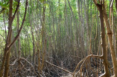 Büyük Mangrove Ormanı Pran Buri Orman Parkı, Prachuap Khiri Han, Tayland 'da Sucul Yaşamı Sağlama Ormanı