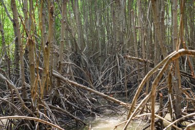 Büyük Mangrove Ormanı Pran Buri Orman Parkı, Prachuap Khiri Han, Tayland 'da Sucul Yaşamı Sağlama Ormanı