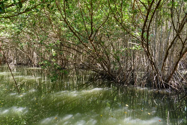 Büyük Mangrove Ormanı Pran Buri Orman Parkı, Prachuap Khiri Han, Tayland 'da Sucul Yaşamı Sağlama Ormanı