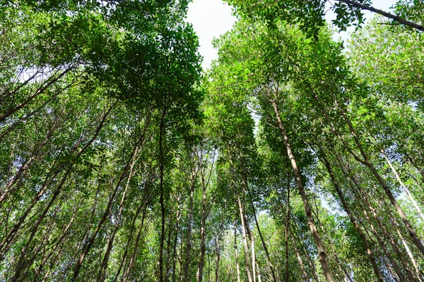 Büyük Mangrove Ormanı Pran Buri Orman Parkı, Prachuap Khiri Han, Tayland 'da Sucul Yaşamı Sağlama Ormanı