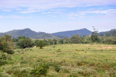 Kui Buri Ulusal Parkı 'nda bereketli bir yaban hayatı olan yemyeşil tropikal yağmur ormanları, Tayland, Khiri Han, Prachuap