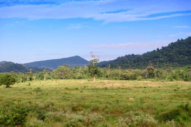 Kui Buri Ulusal Parkı 'nda bereketli bir yaban hayatı olan yemyeşil tropikal yağmur ormanları, Tayland, Khiri Han, Prachuap