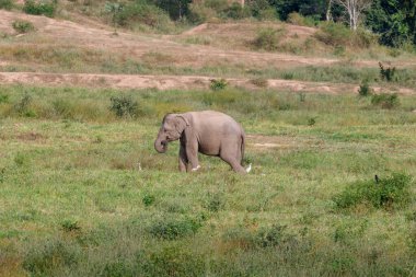 Kui Buri Ulusal Parkı 'ndaki Vahşi Filler, Prachuap Khiri Han, Tayland