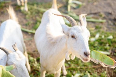 Healthy Goat on an Organic Farm