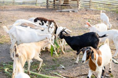 Healthy Goat on an Organic Farm