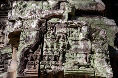 Ta Prohm Tapınağı, Siem Reap, Kamboçya 'da Angkor dönemi sembolik bir tapınak, antik taş kalıntılarıyla sarmalanmış dev ağaç kökleri ile ünlüdür..